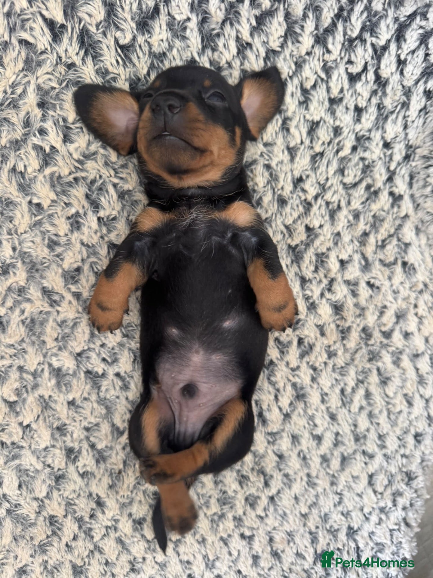 Dachshund dogs Dachshund pups looking for their forever home  - Advert 1