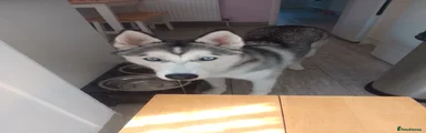 Siberian Husky 1
