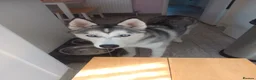 Siberian Husky dogs for sale: Siberian husky  - Advert 1