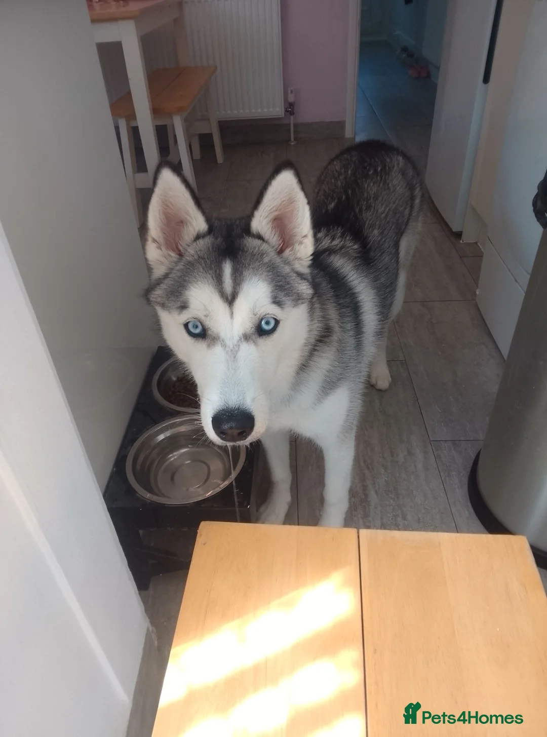 Siberian Husky dogs for sale: Siberian husky  - Advert 1