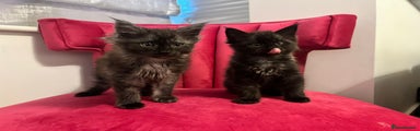 Maine Coon Kitten 3