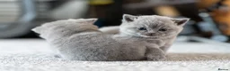 British Shorthair cats for sale: British Shorthair kittens ACTIVE/Non-active - Advert 6