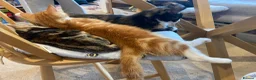 British Shorthair cats for sale: Stunning, well handled kittens ready to leave mum! - Advert 17