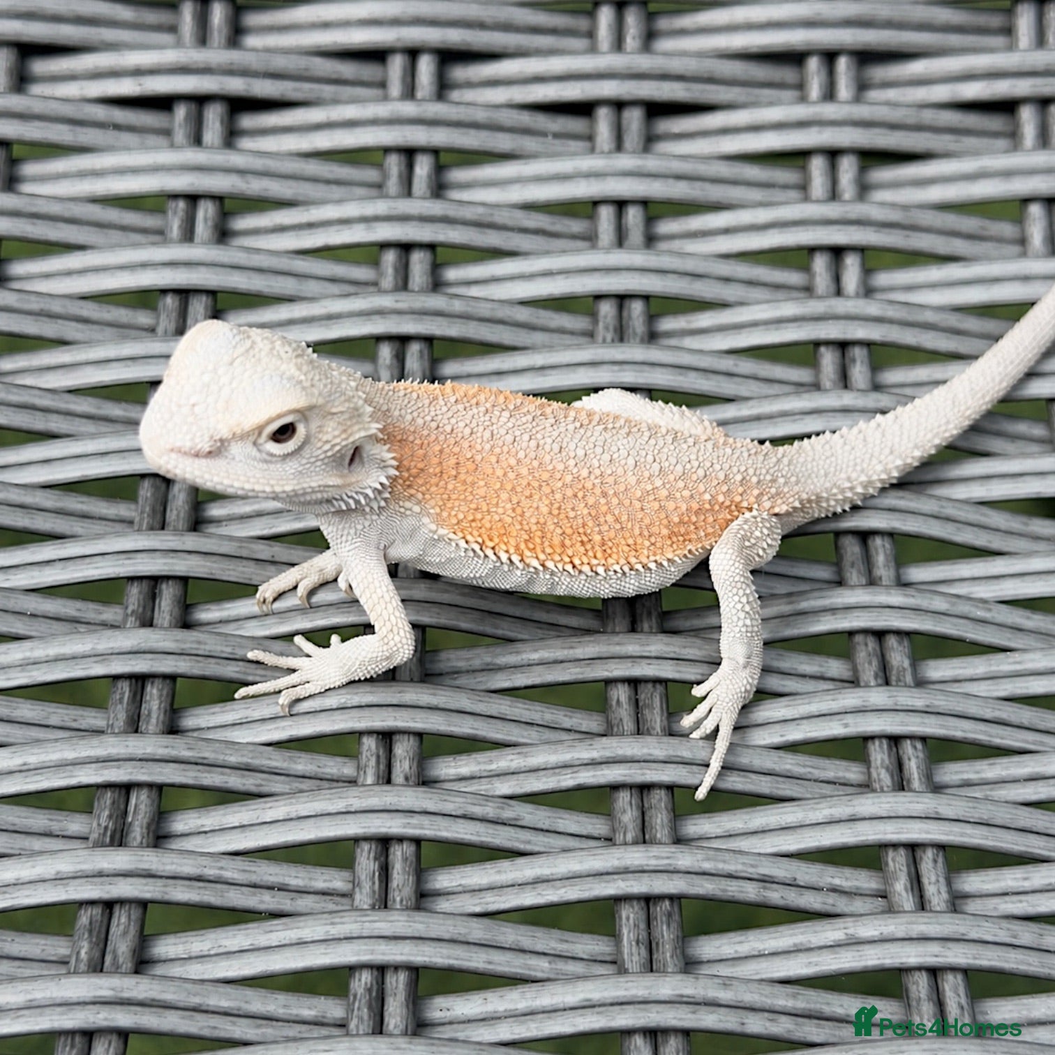 Bearded Dragon reptiles BEARDED DRAGON - Advert 1