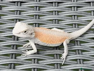 Bearded Dragon reptiles BEARDED DRAGON - Advert 4