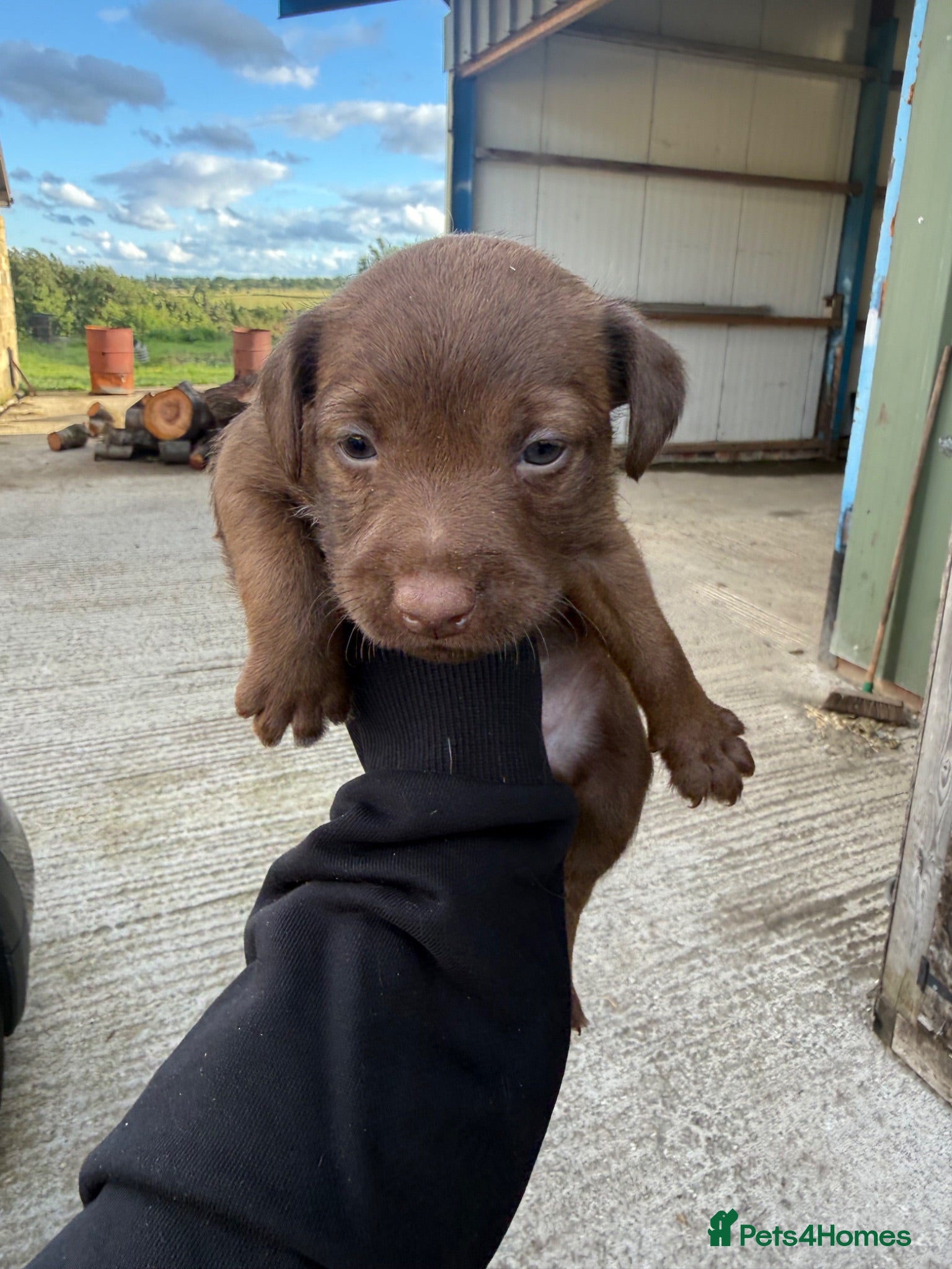 Patterdale Terrier dogs Patterdale Puppies - Advert 2