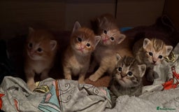 Egyptian Mau cats for sale: Adorable Egyptian Mau/Tabby/Bengal kittens  - Image 1