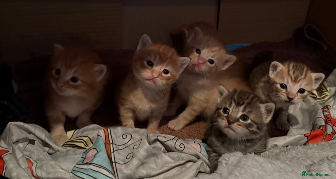 Egyptian Mau cats for sale: Adorable Egyptian Mau/Tabby/Bengal kittens  - Image 1