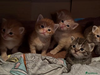 Egyptian Mau cats - Advert 1