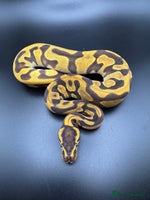Python Snake reptiles Female Orange Dream Leopard Enchi Het Hypo - Advert 3