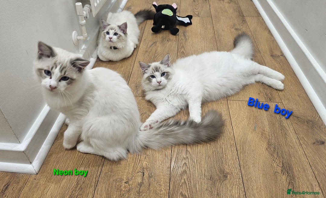 Ragdoll cats for sale: Pedegree Active Gccf 2 boys left  - Advert 32