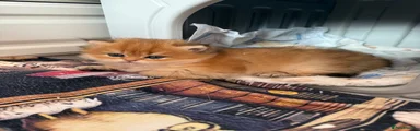 British Longhair 1
