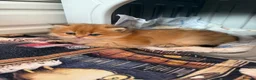 British Shorthair cats for sale: 🌟PREMIUM GOLDEN BRITISH SHORT/LONGHAIRS 🌟 - Advert 22