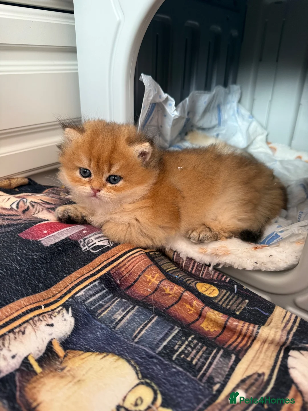 British Shorthair cats for sale: 🌟PREMIUM GOLDEN BRITISH SHORT/LONGHAIRS 🌟 - Advert 22