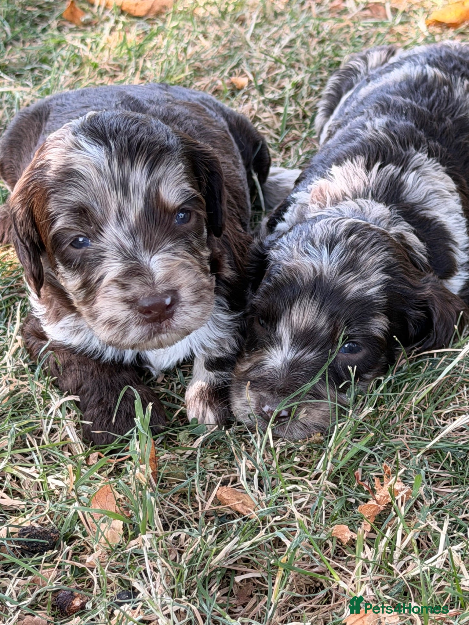 Sproodle dogs F1 Merle Sproodles FULLY DNA 5⭐️ Licensed Breeder - Advert 2