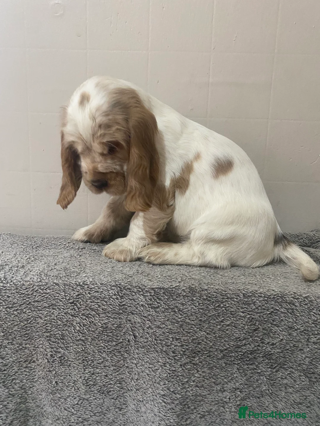 Cocker Spaniel dogs for sale: ‘Show Type’ Cocker Spaniel Puppies. KC Registered. - Advert 11