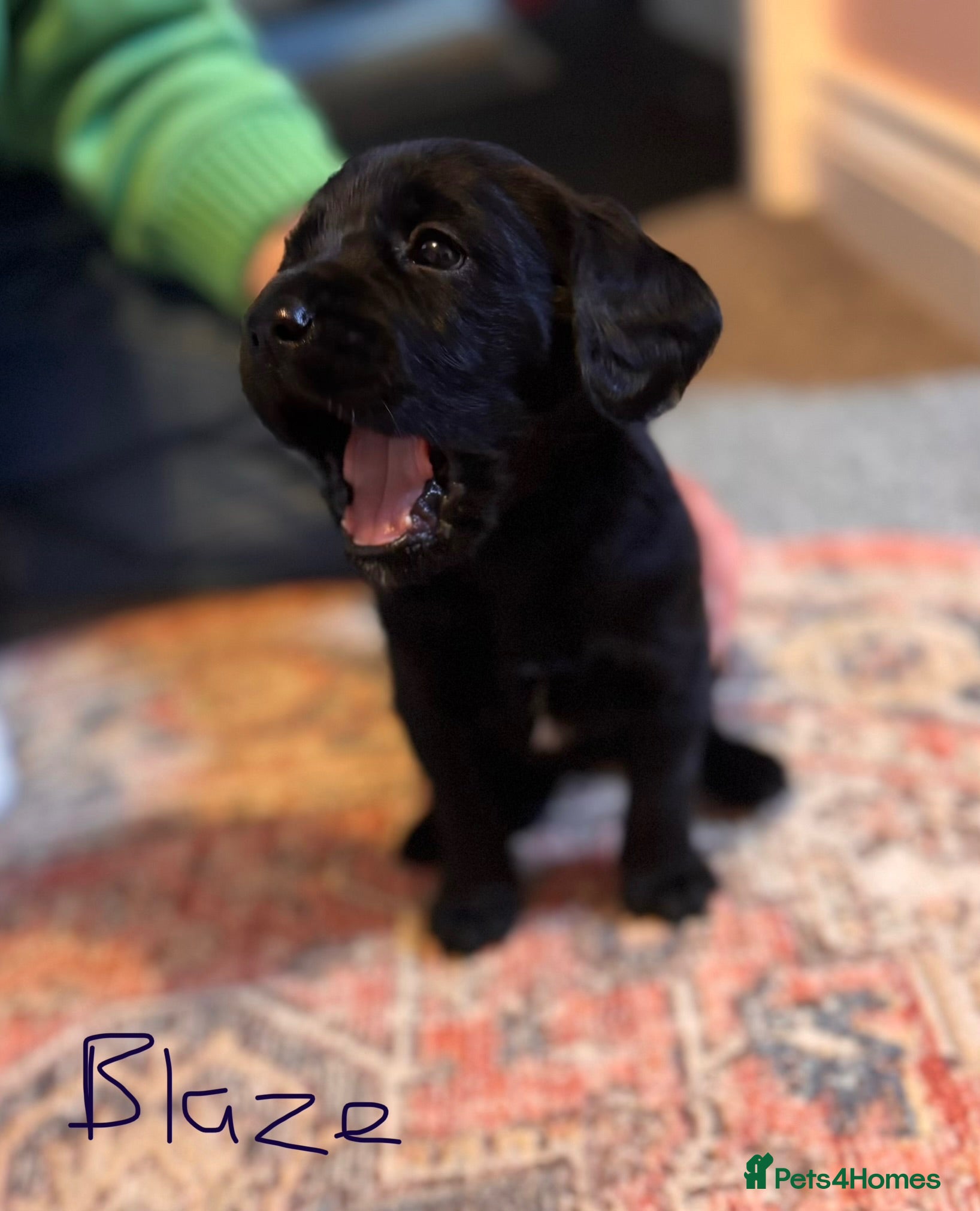 Springador dogs Stunning Springador Pups,super for family/working  - Advert 2