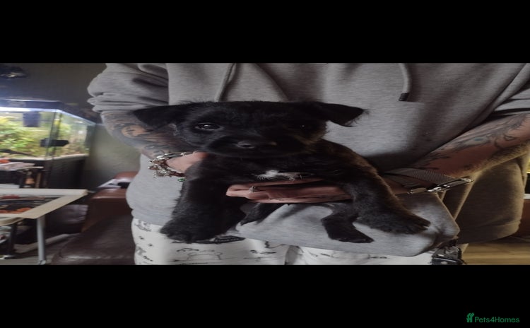 Mixed Breed dogs - Advert 2