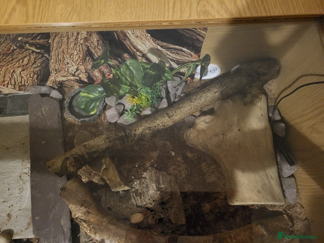 Leopard Gecko reptiles for sale: Tremper albino 4yrs old full setup - Advert 2