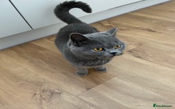 British Shorthair cats for sale: 3 year old British Blue Cat Needs Loving Home - Image 4