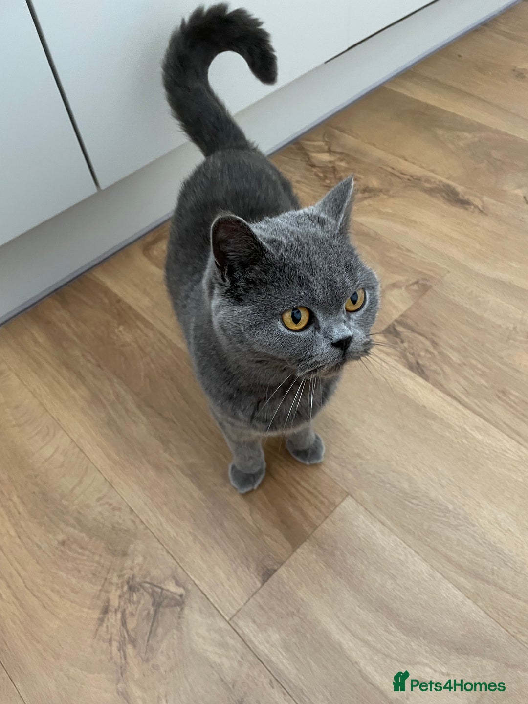 British Shorthair cats for sale: 3 year old British Blue Cat Needs Loving Home - Image 4