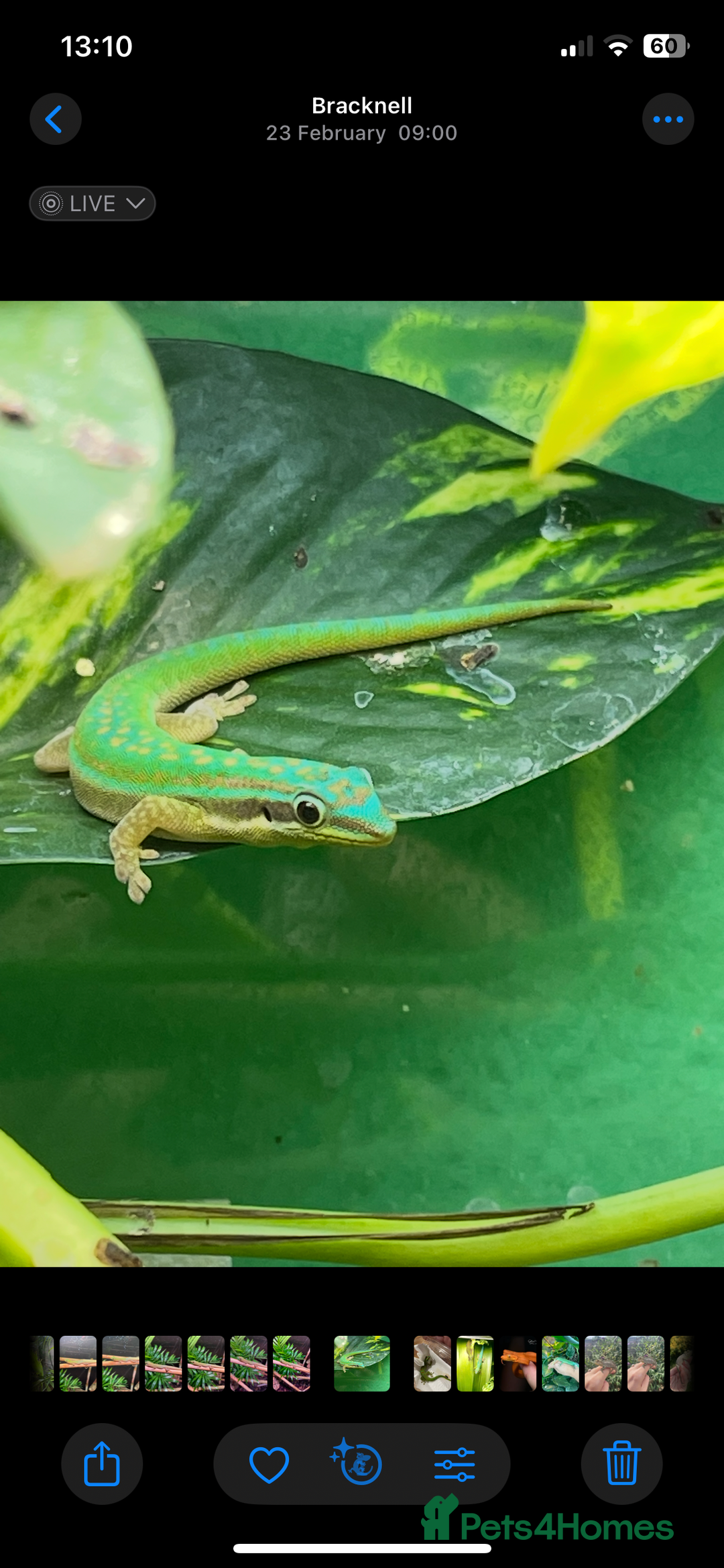Gecko reptiles for sale: Mauritian Blue Tailed Day Gecko p. Cepediana  - Image 2