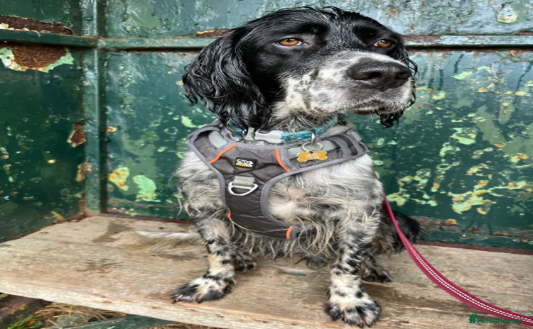 English Setter dogs in New Romney - Advert 6