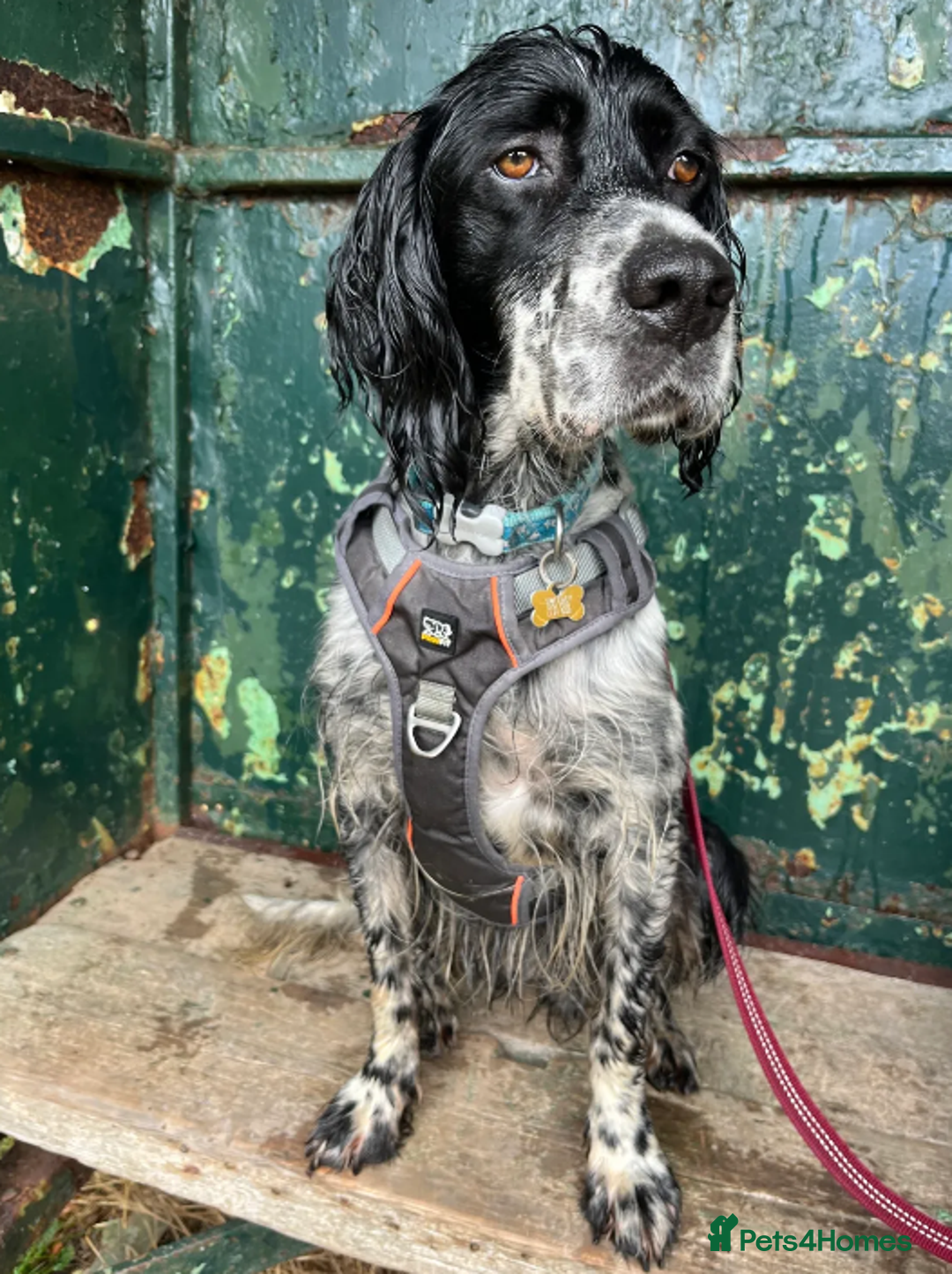 English Setter dogs for adoption: Jomer in New Romney - Image 1