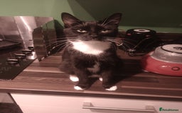 Mixed Breed cats for sale: Amazing kitten's  - Advert 19