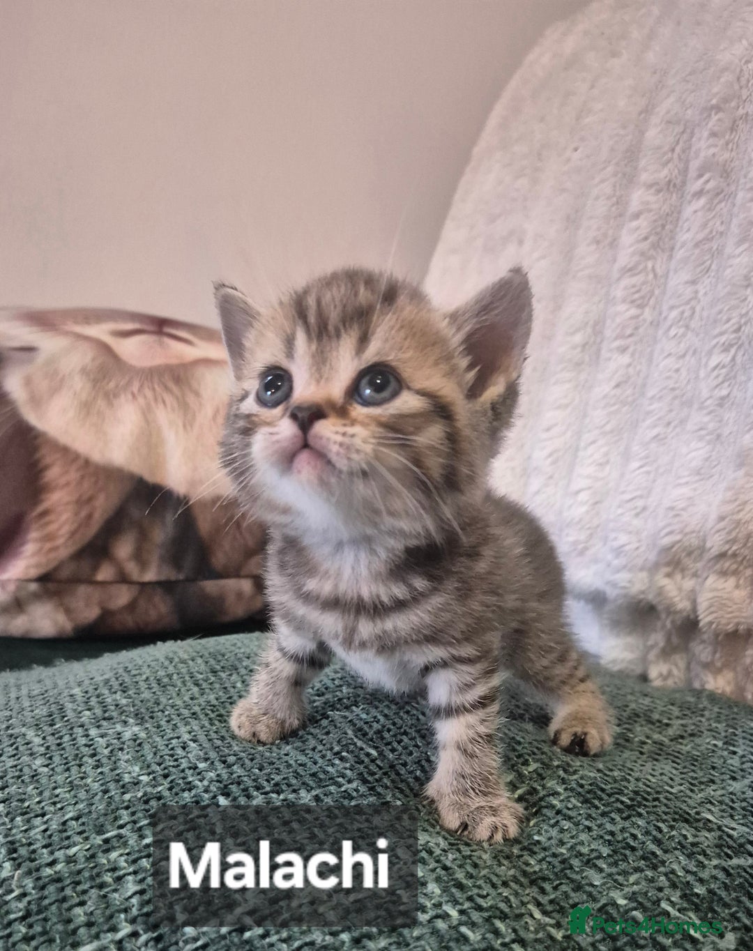 British Shorthair cats for sale: Beautiful British shorthair kittens - Image 4