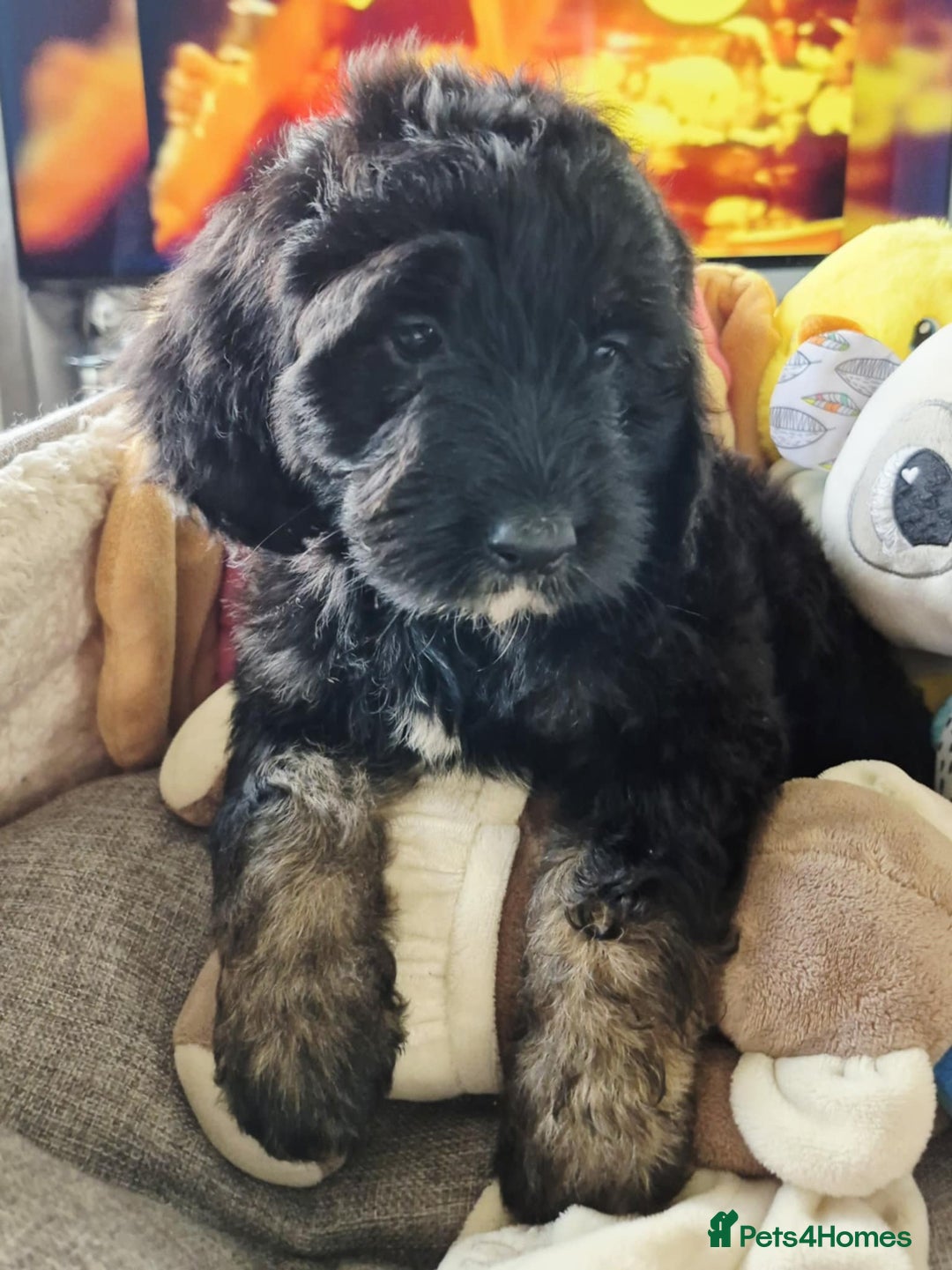 Cockapoo dogs for sale: F1 cockapoos  - Image 4