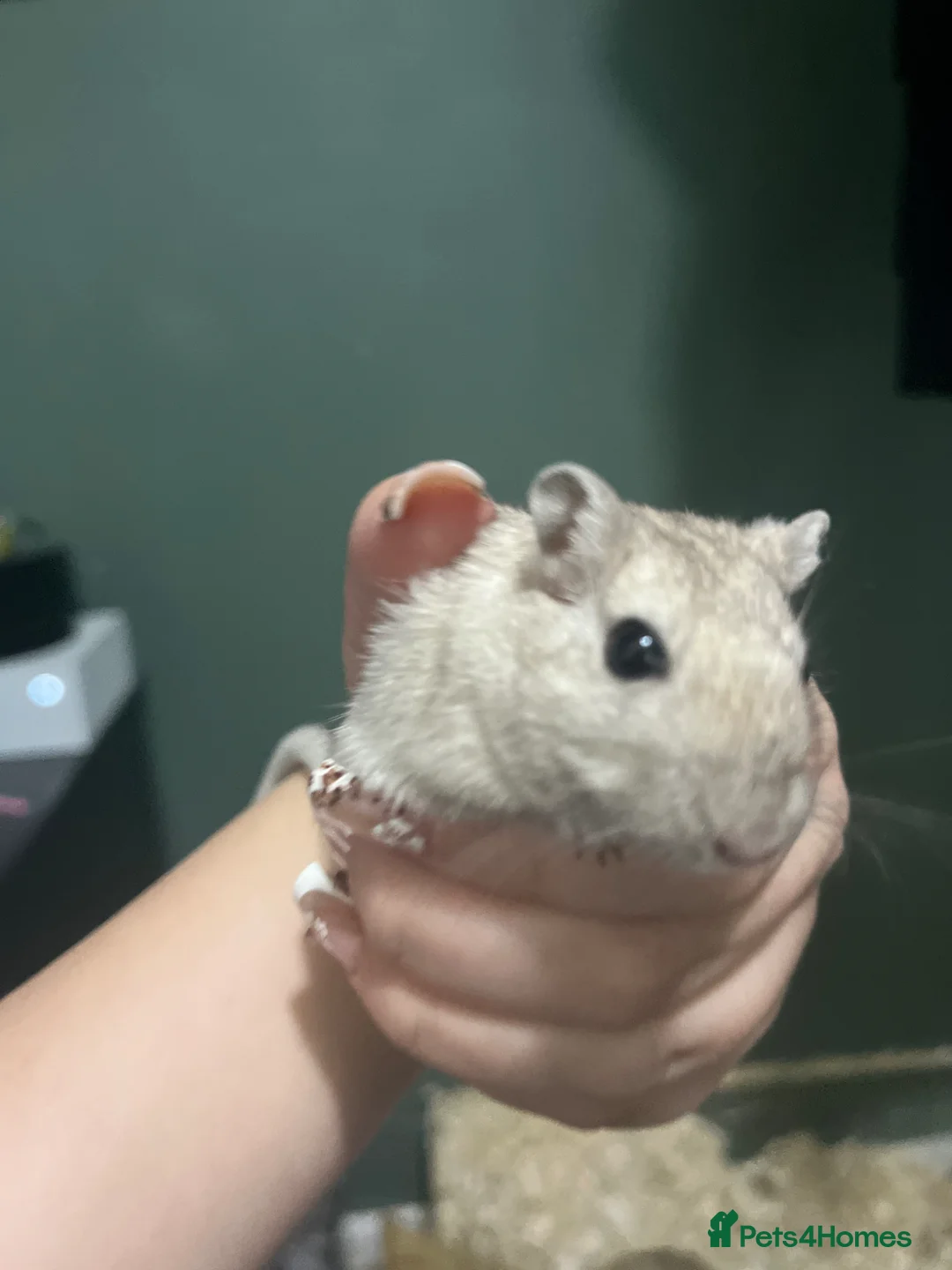 Gerbil rodents for sale: Friendly gerbils full setup included! in Ipswich - Advert 2