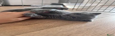 Simon 💙
