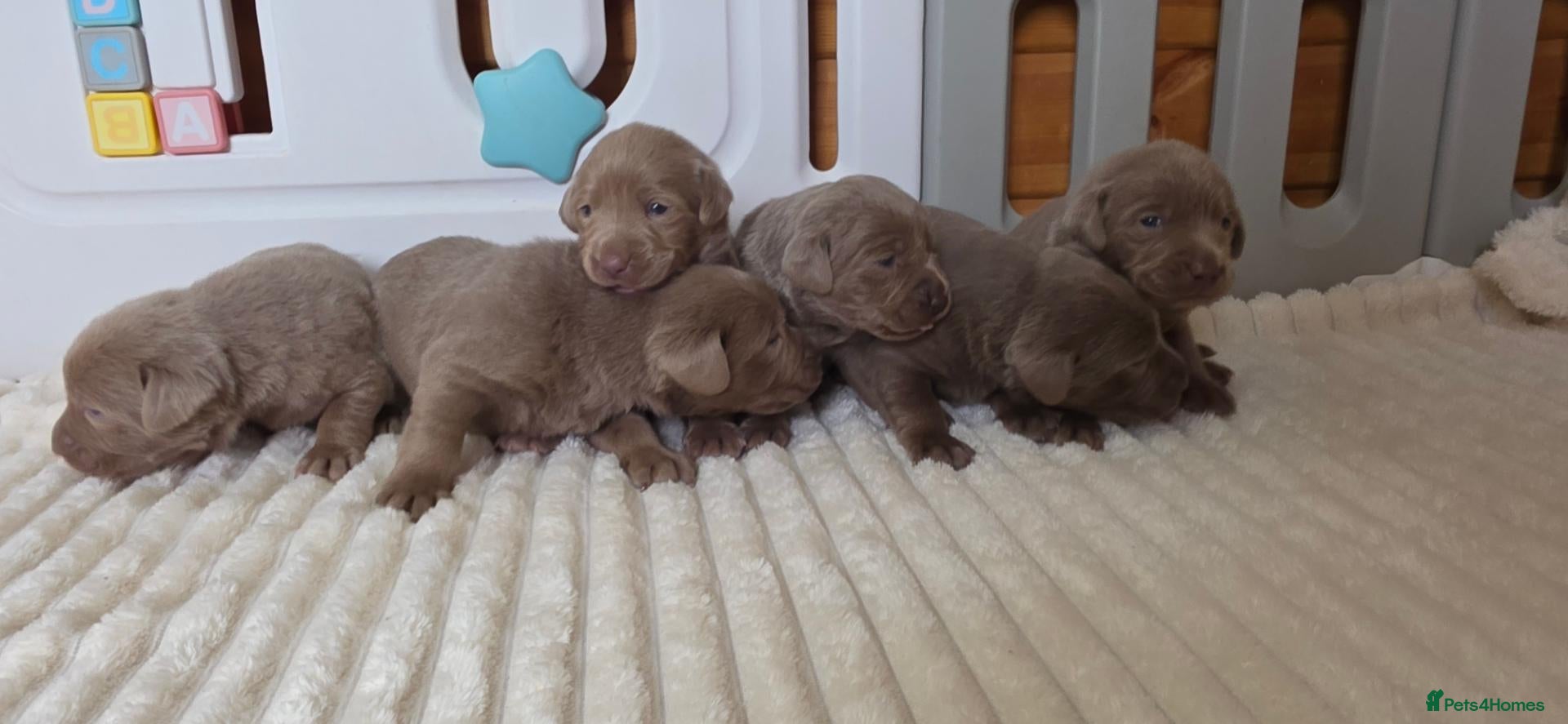 Labrador Retriever dogs 6 STUNNING KC SILVER LABS. HEALTH TESTED PARENTS - Advert 2