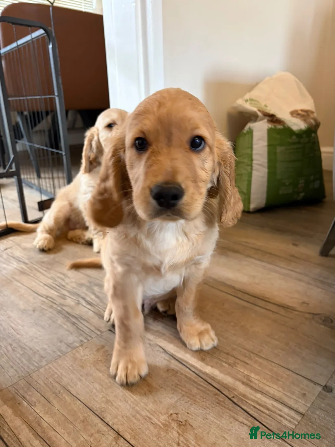 Mixed Breed dogs for sale: Golden Doodle puppies for sale  - Advert 2