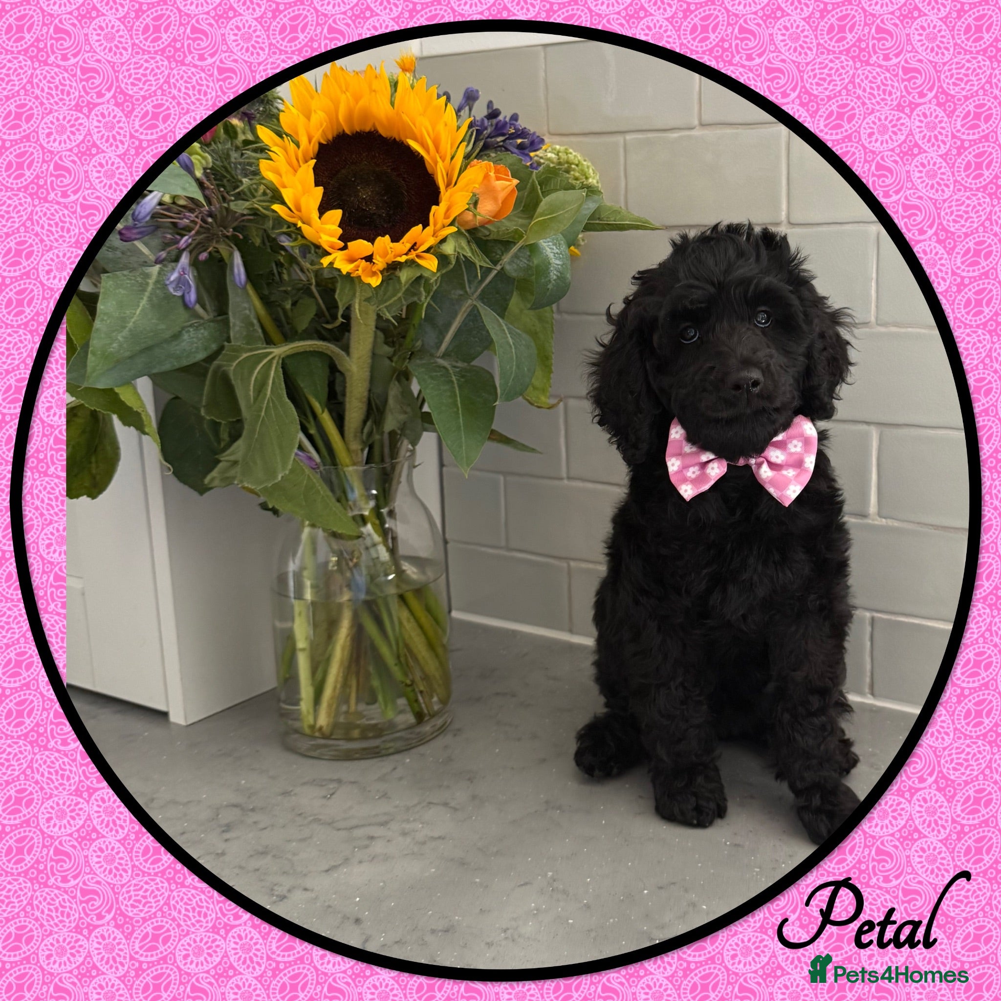 Labradoodle dogs 💐CAN STAY FOR HOLIDAYS💐RARE OPPORTUNITY💐 - Advert 1