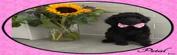 Labradoodle dogs for sale: 🌸🌈THE HARD WORK IS DONE🌸🌈RARE OPPORTUNITY - Advert 13