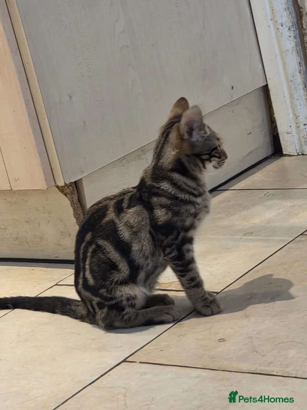 Mixed Breed cats for sale: savannah bengals - Advert 10