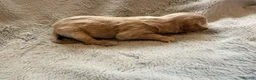Australian Labradoodle dogs for sale: 8 Gorgeous Australian labradoodle puppies - Advert 19