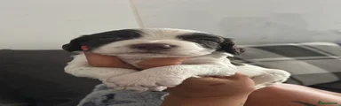 English Springer Spaniel Bitches x2