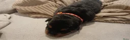 Rottweiler dogs for sale: Rottweiler puppy's X2 Boys  - Advert 11