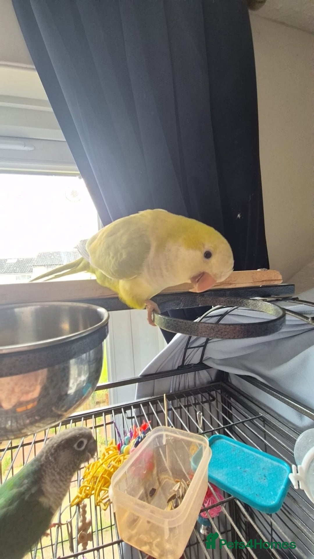Conures birds for sale: One male Conure and one female Quaker - Image 6