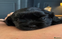 Mixed Breed dogs for sale: 🌟 One Girl left 🌟 Cock-a-Tzu Ready 12/8/25 - Image 8