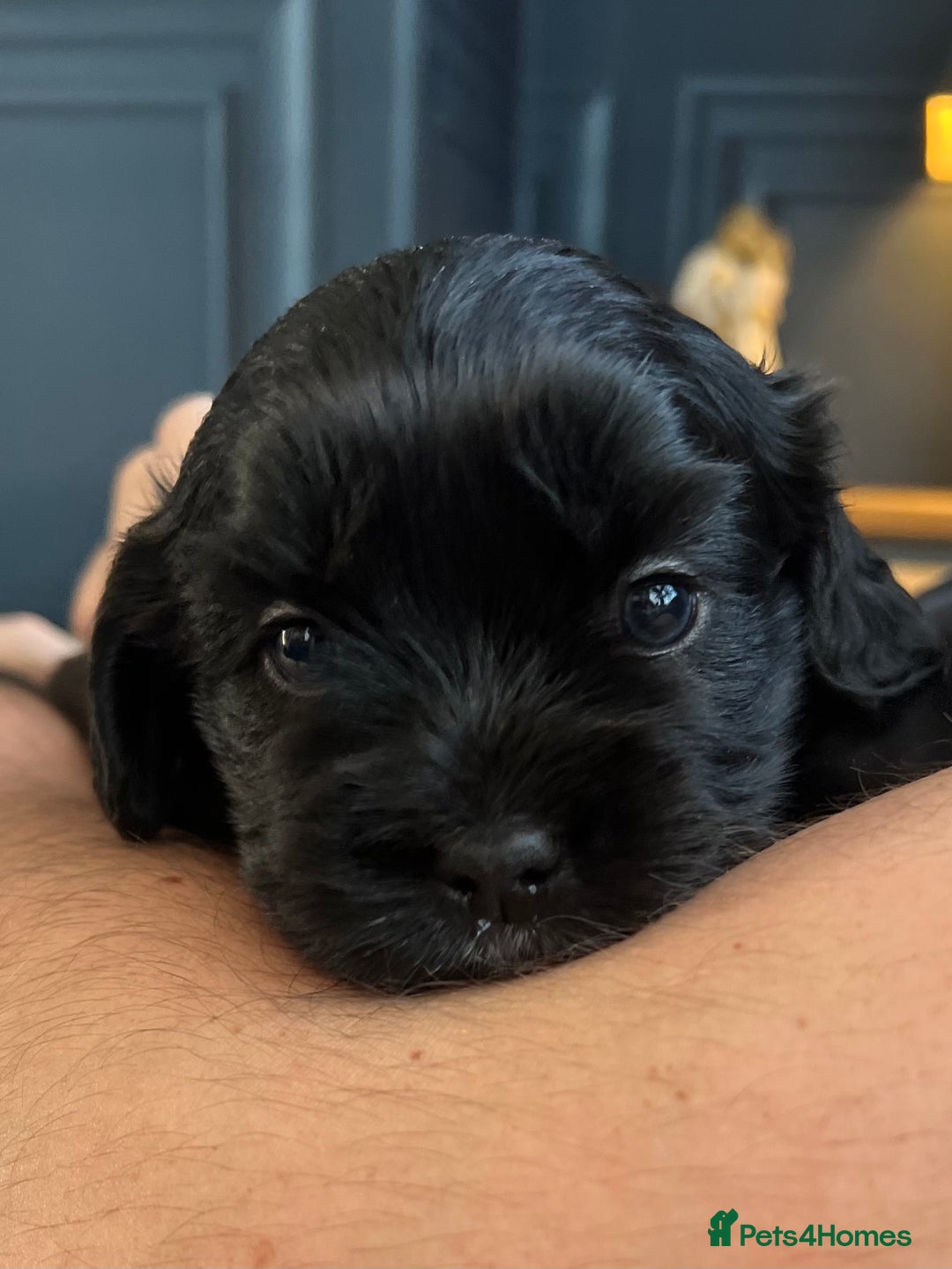Mixed Breed dogs for sale: 🌟 One Girl left 🌟 Cock-a-Tzu Ready 12/8/25 - Image 8
