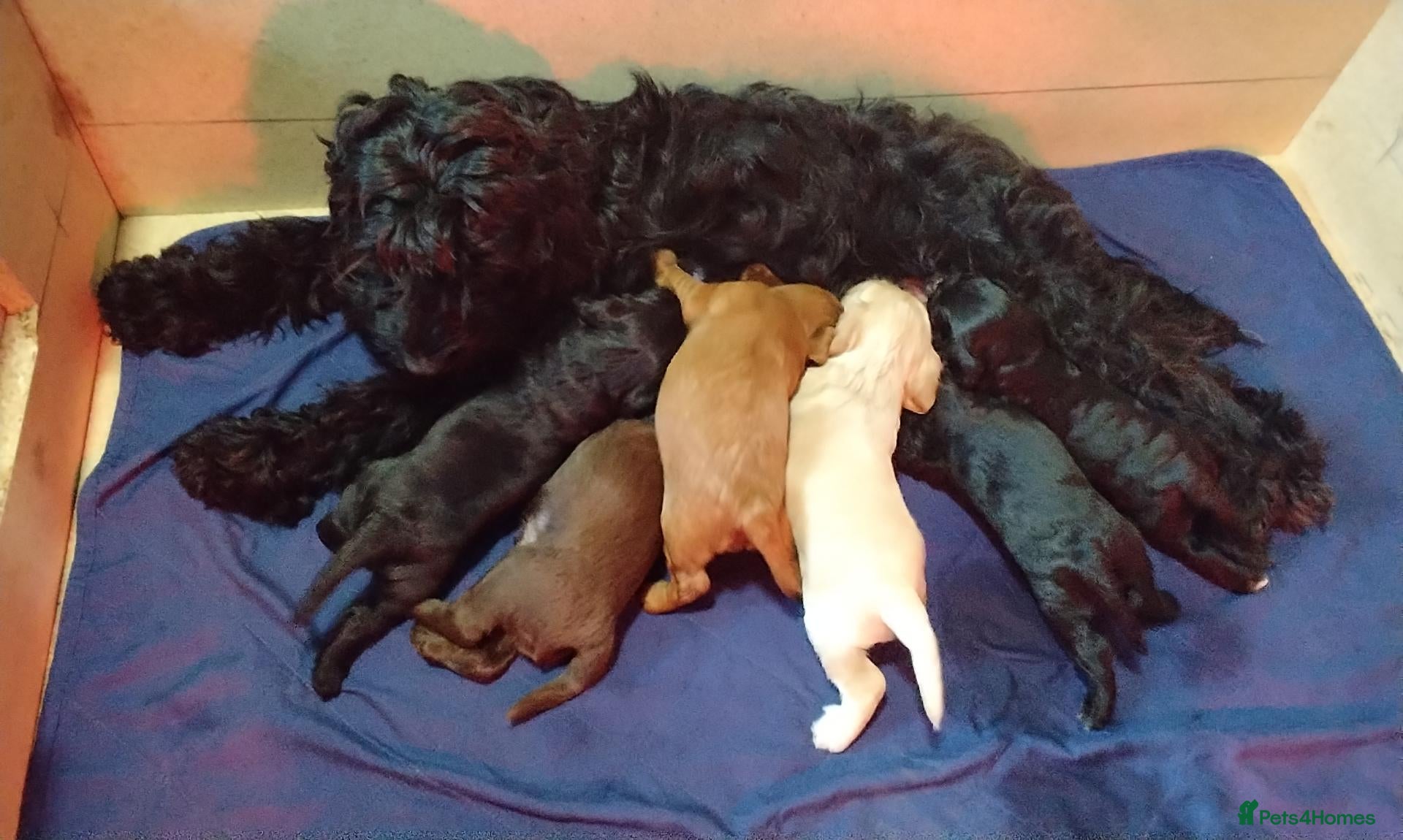 Cockapoo dogs for sale: Beautiful cockapoo puppies  - Advert 1