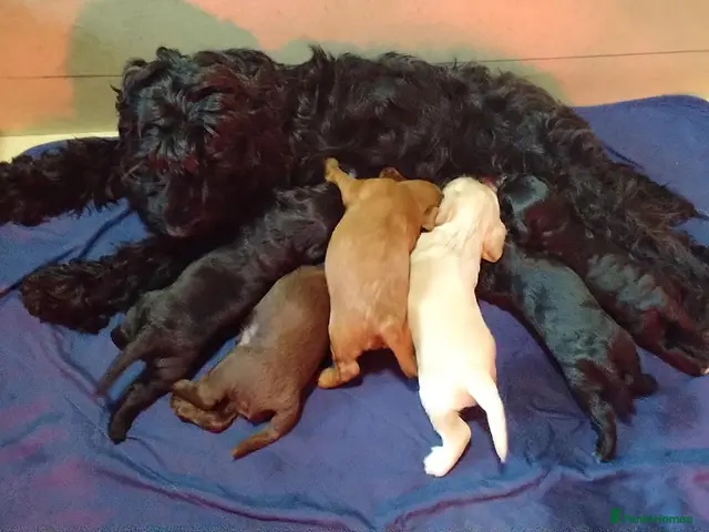 Cockapoo dogs for sale: Beautiful cockapoo puppies - Advert 1
