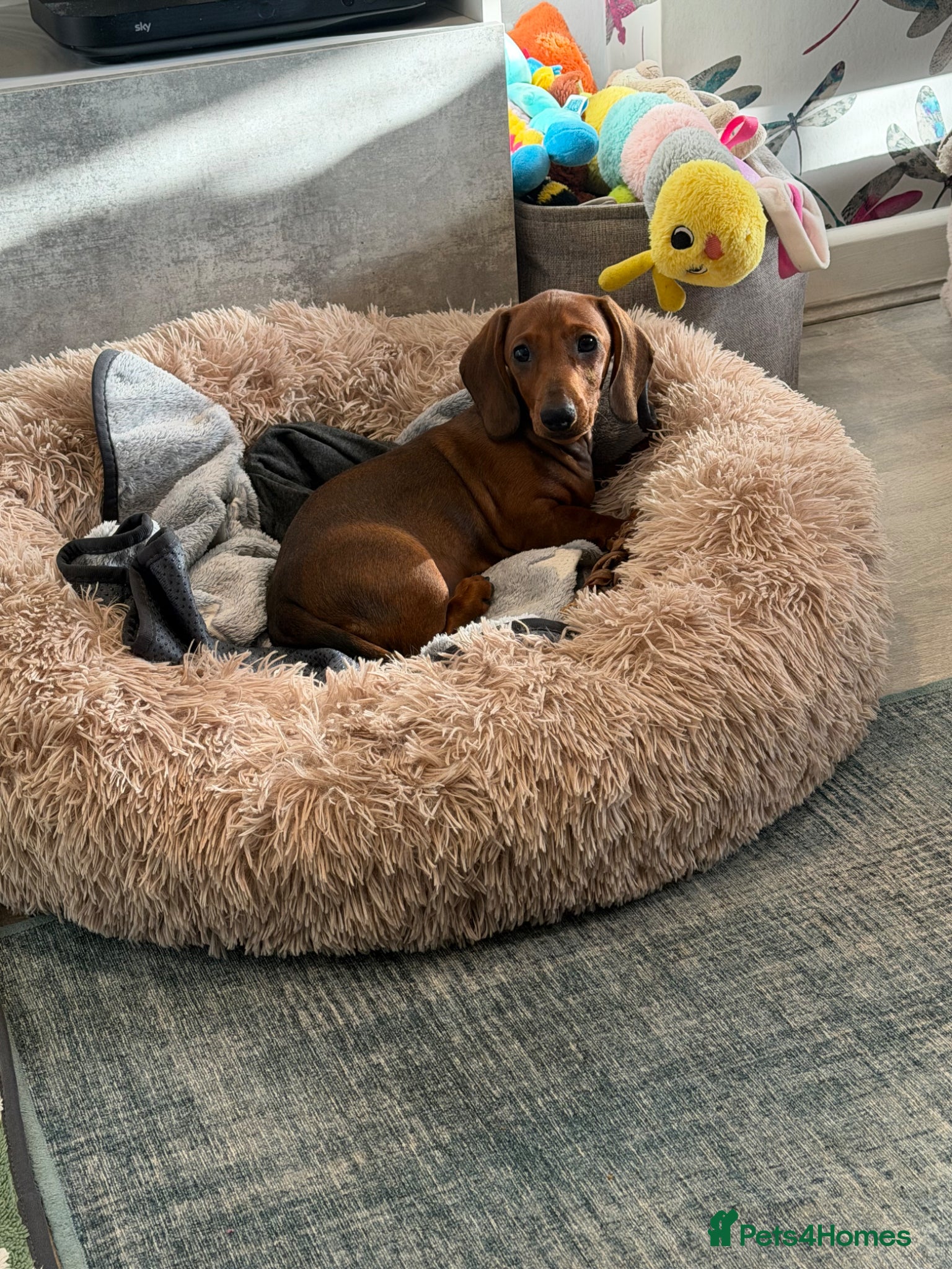 Dachshund dogs 1 girl left Outstanding standard smooth dachshund - Advert 2