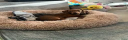 Dachshund dogs for sale: 1 Dachshund girl Ready to go, fully vaccinated,  - Advert 2
