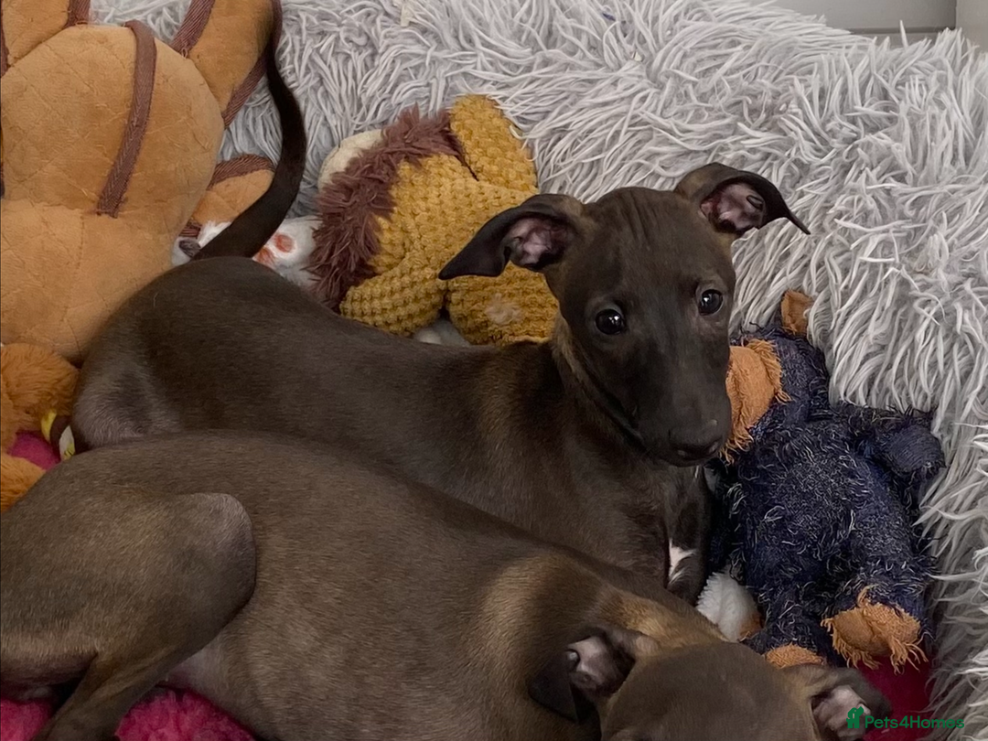 Italian Greyhound dogs for sale: ITALIAN GREYHOUND PUPPIES  - Image 6