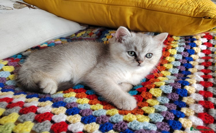 Scottish Fold cats - Advert 4